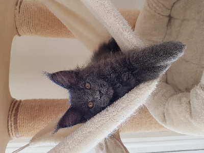 Du Littoral Normand - Chaton disponible  - Maine Coon