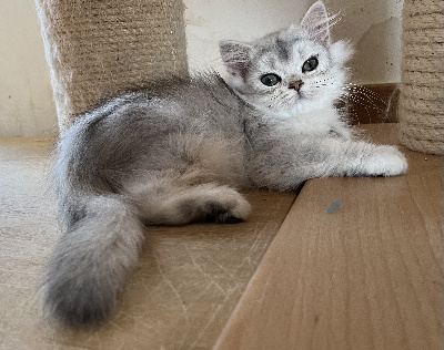 Des Mininours - Chaton disponible  - British Shorthair et Longhair