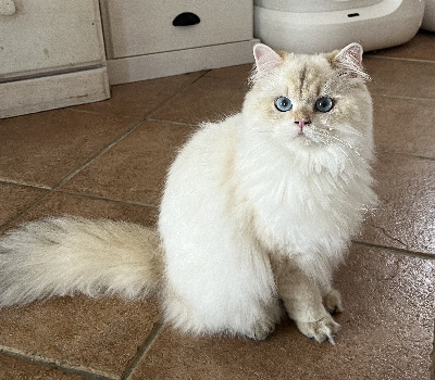 Des Mininours - Chaton disponible  - British Shorthair et Longhair