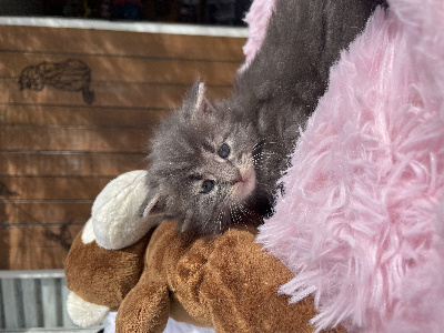 Mad in Mana - Chaton disponible  - Maine Coon