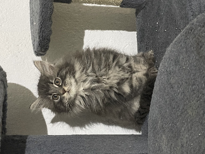 Mad in Mana - Chaton disponible  - Maine Coon