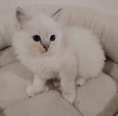 Chaton 1 - Ragdoll