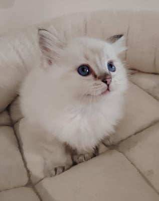 Chaton 4 - Ragdoll