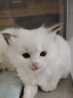 Stylvania - Chaton disponible  - Ragdoll