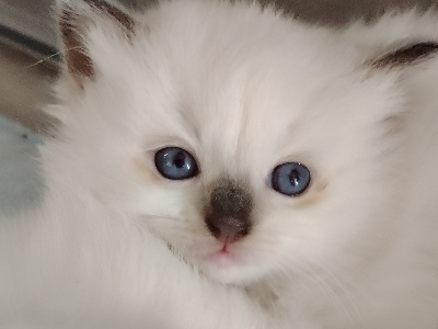 Stylvania - Chaton disponible  - Ragdoll