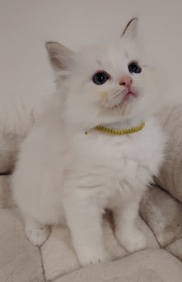 Chaton 2 collier vert  - Ragdoll