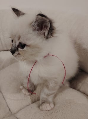 CHATON - Ragdoll