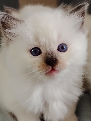 Stylvania - Chaton disponible  - Ragdoll