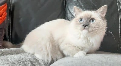 Raven ilot ragdoll