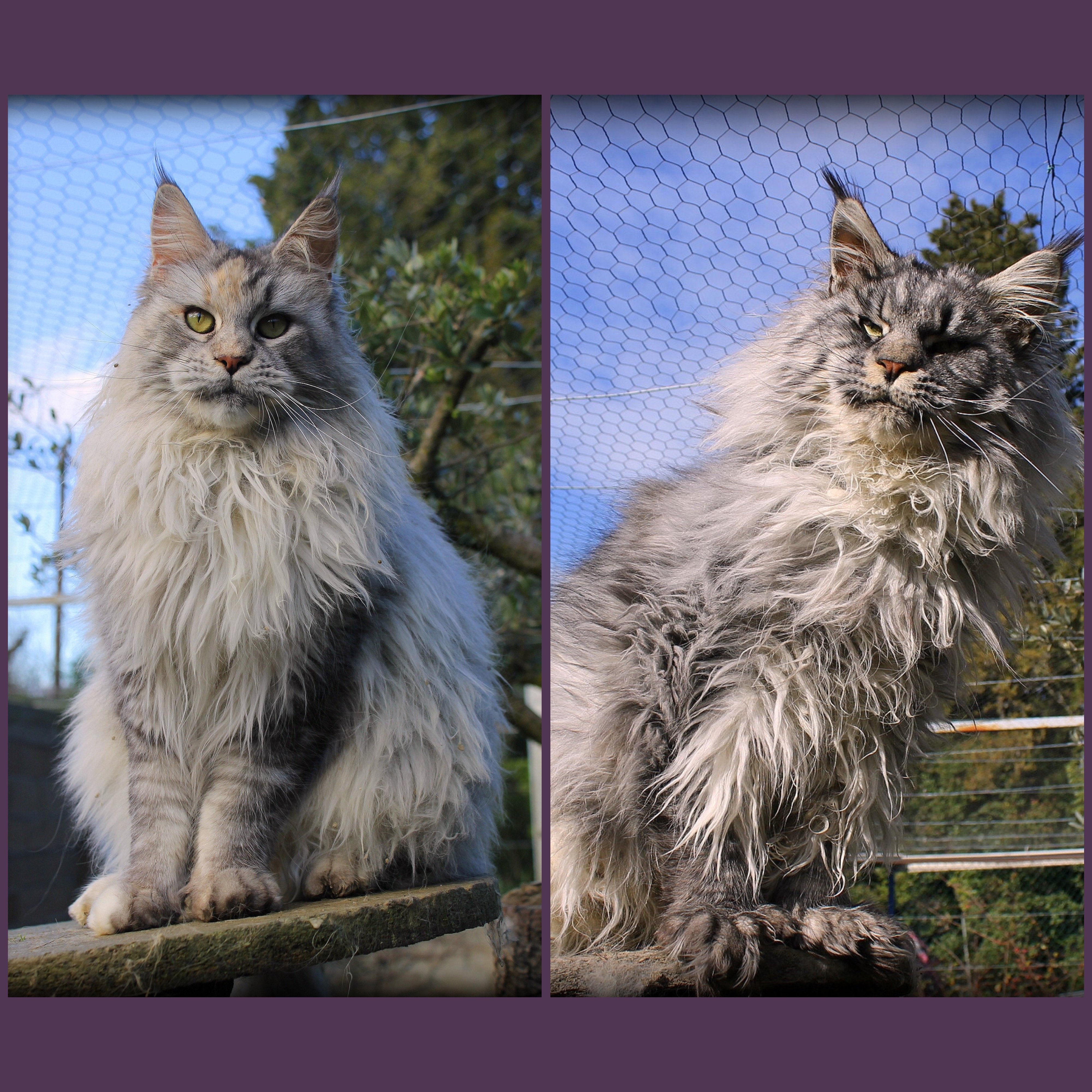 Des Perles Géantes - Maine Coon - Portée née le 29/05/2024