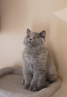 Des Plaines D'Epona - Chaton disponible  - British Shorthair et Longhair