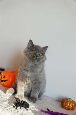 Des Plaines D'Epona - Chaton disponible  - British Shorthair et Longhair