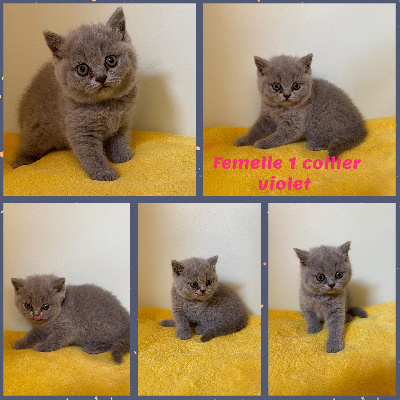 La Déesse Beaupuit - Chaton disponible  - British Shorthair et Longhair