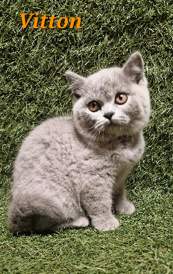 La Déesse Beaupuit - Chaton disponible  - British Shorthair et Longhair