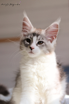 Purr'ple Fairy's - Chaton disponible  - Maine Coon