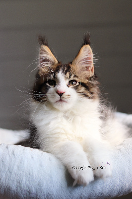 Purr'ple Fairy's - Chaton disponible  - Maine Coon