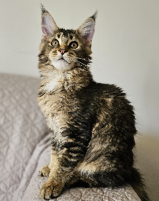 Des Punks à Coon - Chaton disponible  - Maine Coon