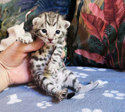 De Bengal’s Throne - Chaton disponible  - Bengal