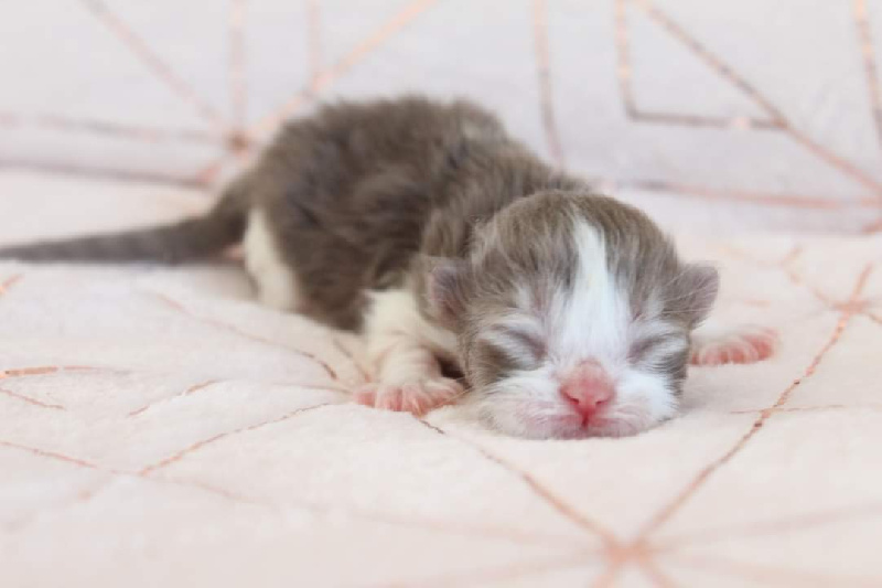 chaton British Shorthair et Longhair Des Infiny Cheshire