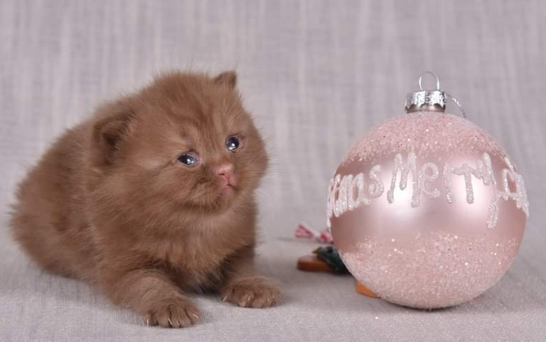 chaton British Shorthair et Longhair Des Infiny Cheshire