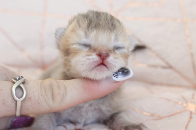 Des Infiny Cheshire - Chaton disponible  - British Shorthair et Longhair