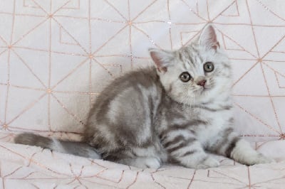 Des Infiny Cheshire - Chaton disponible  - British Shorthair et Longhair