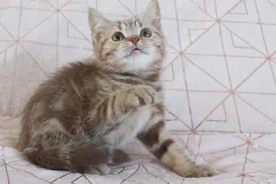 Des Infiny Cheshire - Chaton disponible  - British Shorthair et Longhair