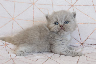 Des Infiny Cheshire - Chaton disponible  - British Shorthair et Longhair