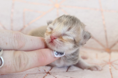 Des Infiny Cheshire - Chaton disponible  - British Shorthair et Longhair