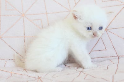 Des Infiny Cheshire - Chaton disponible  - British Shorthair et Longhair