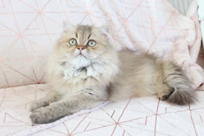 Des Infiny Cheshire - Chaton disponible  - British Shorthair et Longhair