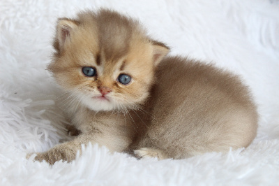 Des Infiny Cheshire - Chaton disponible  - British Shorthair et Longhair