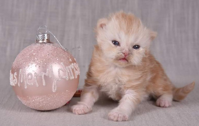 Des Infiny Cheshire - Chaton disponible  - British Shorthair et Longhair