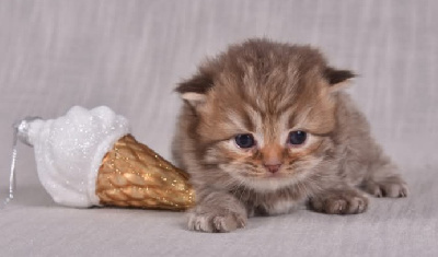 Des Infiny Cheshire - Chaton disponible  - British Shorthair et Longhair