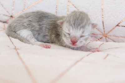 Des Infiny Cheshire - Chaton disponible  - British Shorthair et Longhair