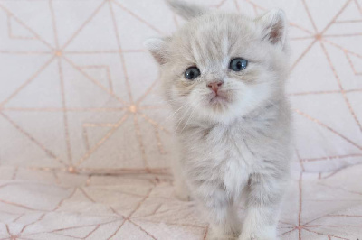 Des Infiny Cheshire - Chaton disponible  - British Shorthair et Longhair