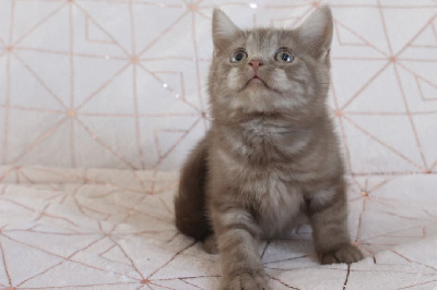 Des Infiny Cheshire - Chaton disponible  - British Shorthair et Longhair