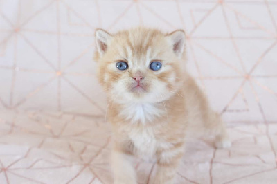 Des Infiny Cheshire - Chaton disponible  - British Shorthair et Longhair