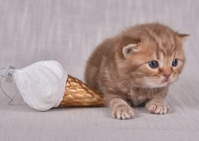 chaton British Shorthair et Longhair Des Infiny Cheshire