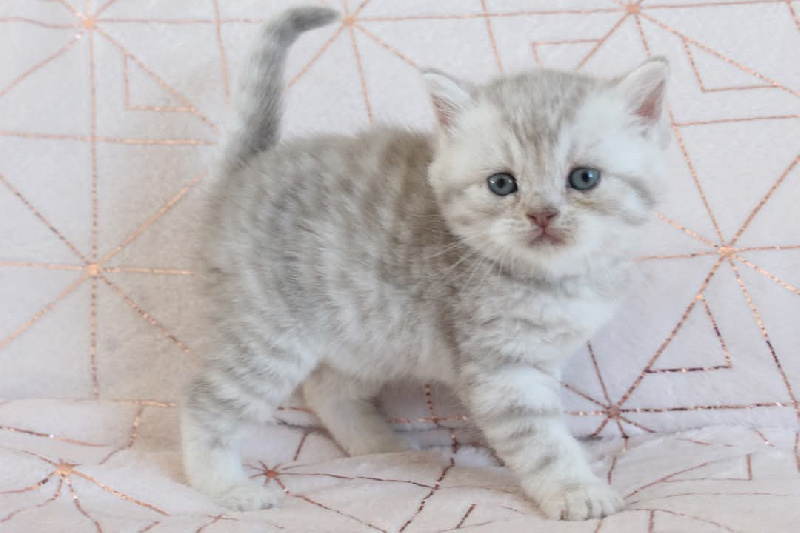 chaton British Shorthair et Longhair Des Infiny Cheshire