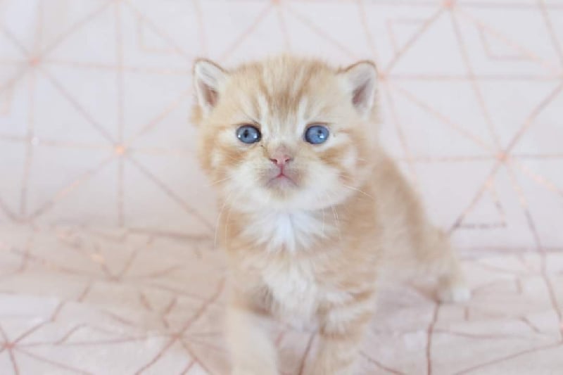 chaton British Shorthair et Longhair Des Infiny Cheshire