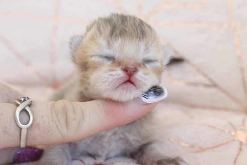 chaton British Shorthair et Longhair Des Infiny Cheshire