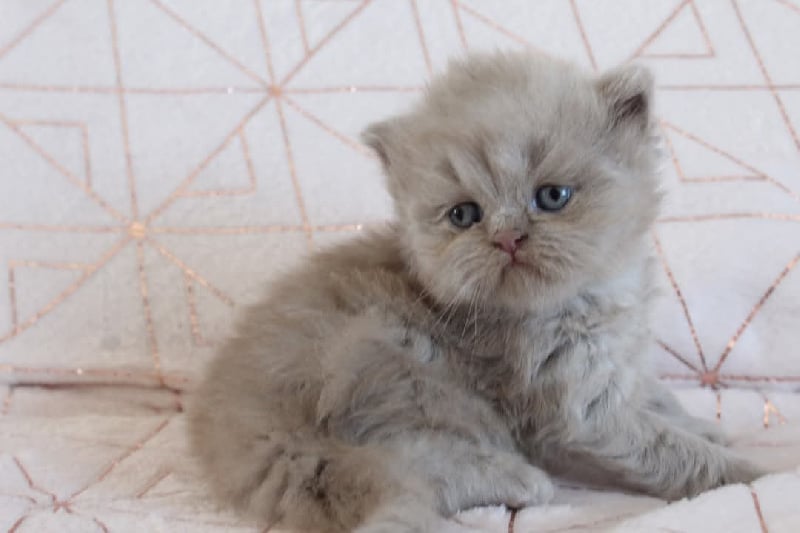 chaton British Shorthair et Longhair Des Infiny Cheshire