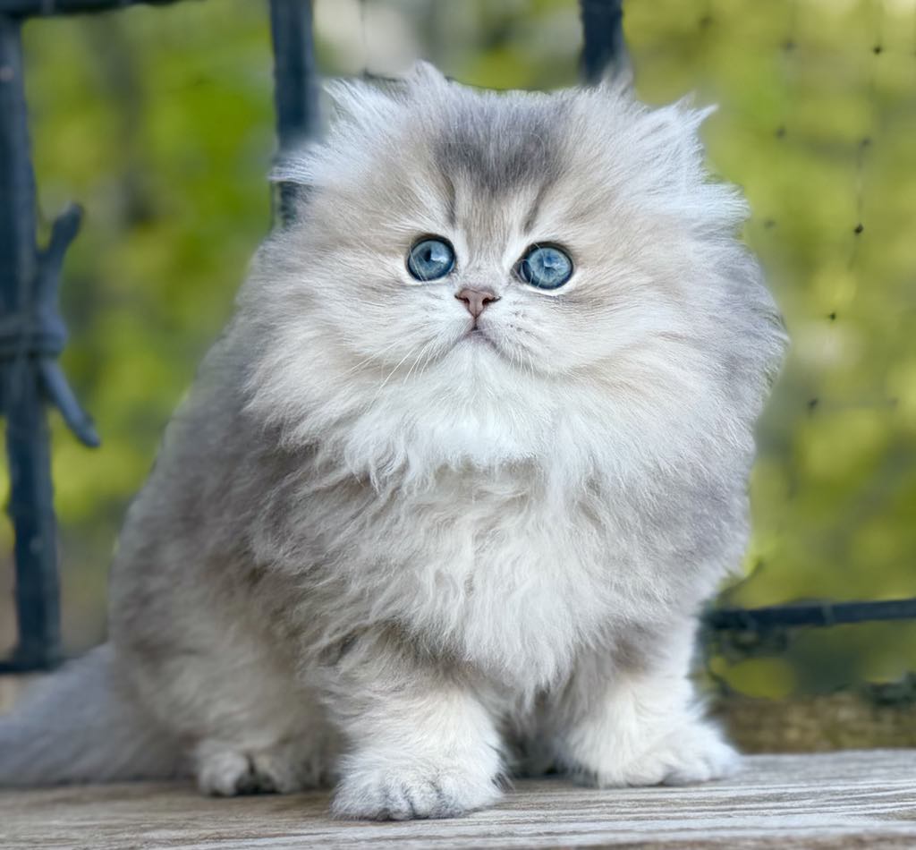 chaton British Shorthair et Longhair De Vis-à-vis