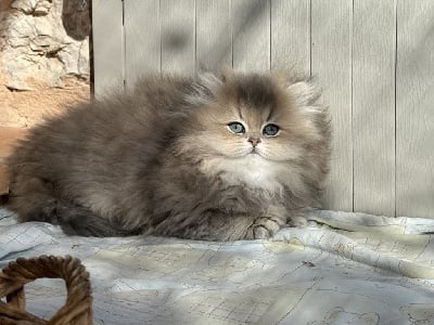 CHATON - British Shorthair et Longhair