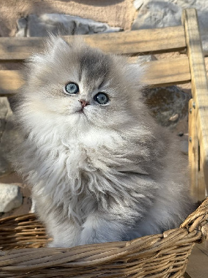 De Vis-à-vis - Chaton disponible  - British Shorthair et Longhair