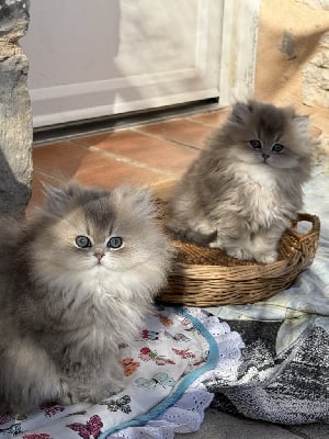 CHATON - British Shorthair et Longhair