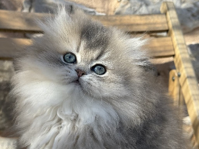 CHATON - British Shorthair et Longhair