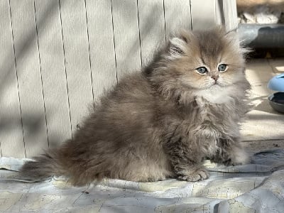 CHATON - British Shorthair et Longhair