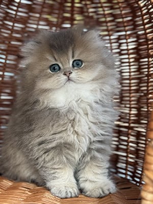 CHATON - British Shorthair et Longhair